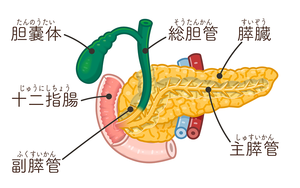 胆道の働きとは