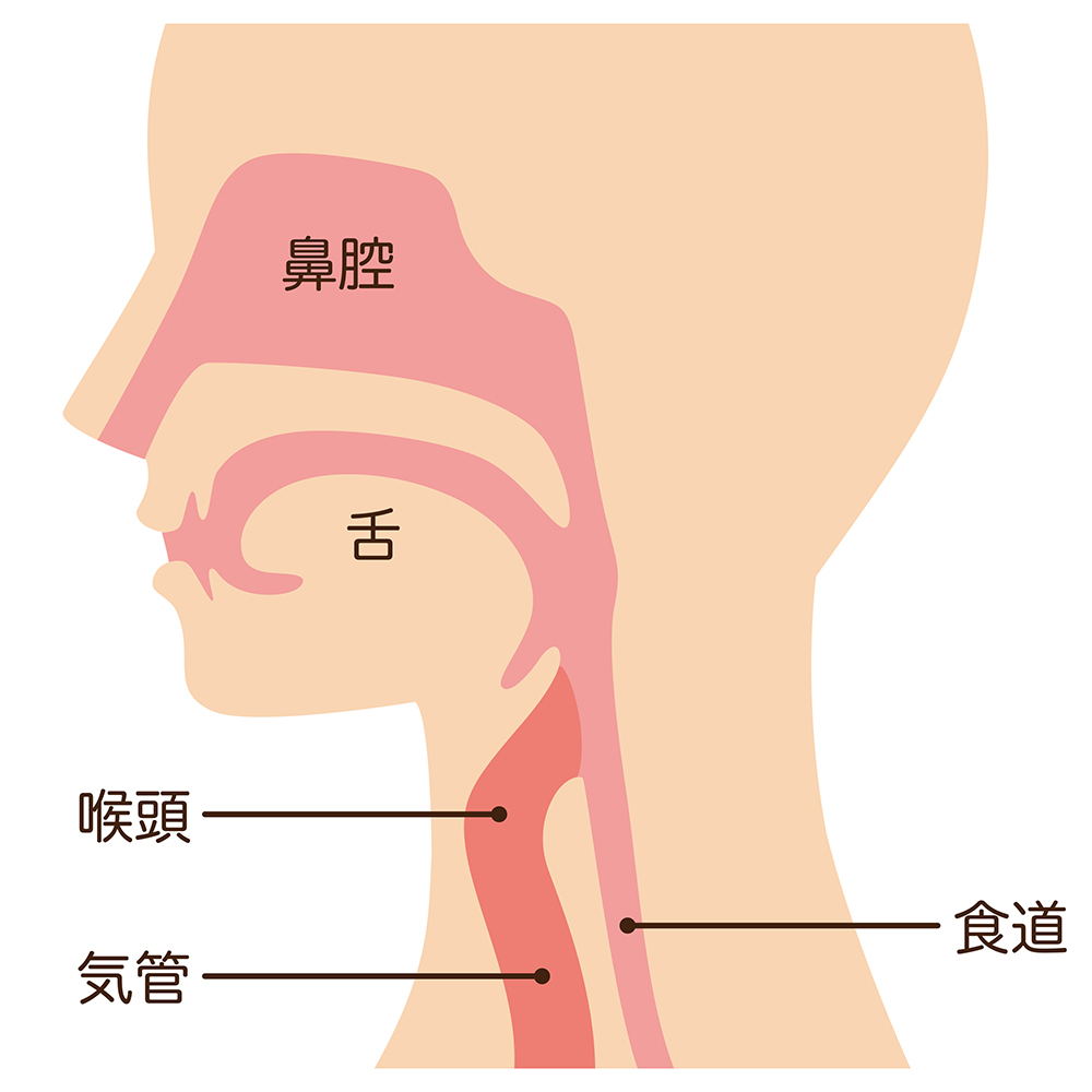 食道の働きとは