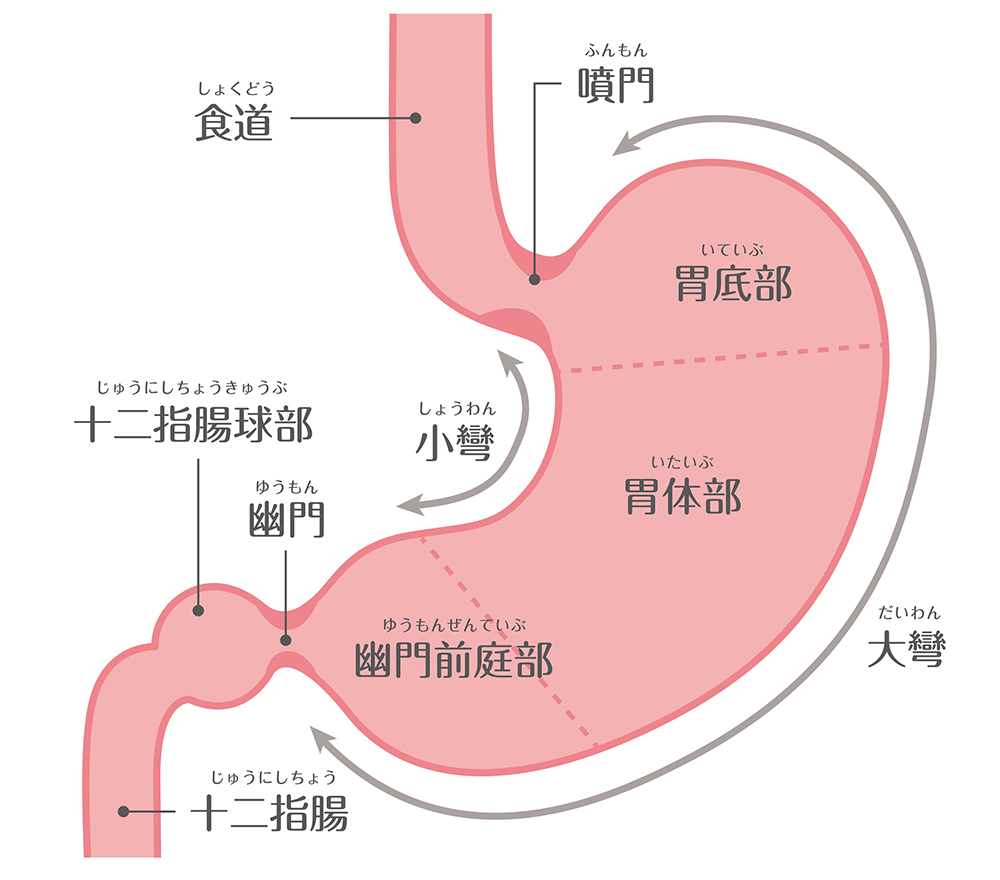 胃の働きとは