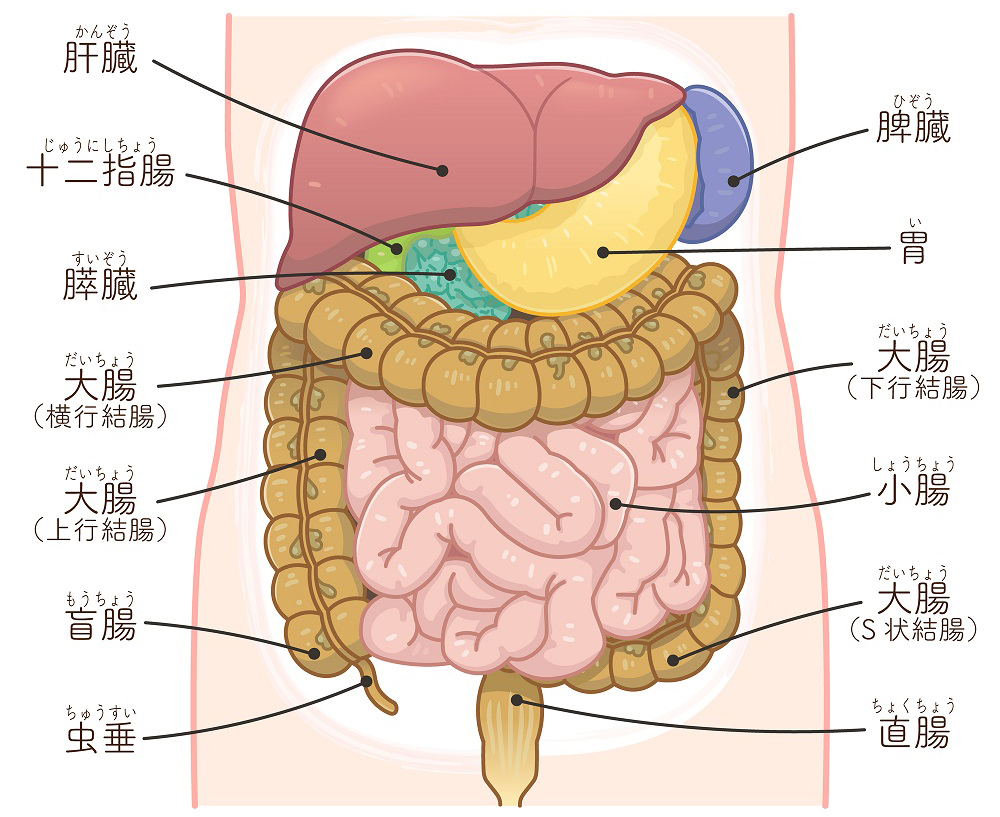 大腸の働きとは