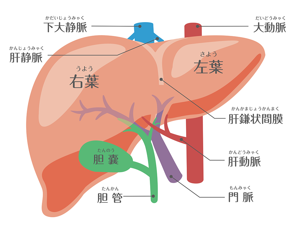 あん 肝 体 に 悪い