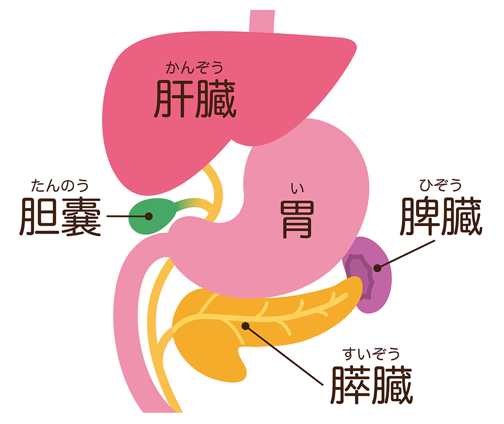 膵臓の働きとは